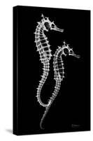 Sea Horse Xray-Albert Koetsier-Stretched Canvas