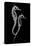 Sea Horse Xray-Albert Koetsier-Stretched Canvas