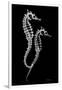 Sea Horse Xray-Albert Koetsier-Framed Art Print