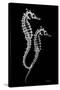 Sea Horse Xray-Albert Koetsier-Stretched Canvas