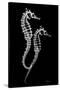 Sea Horse Xray-Albert Koetsier-Stretched Canvas