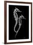 Sea Horse Xray-Albert Koetsier-Framed Art Print