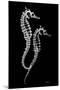 Sea Horse Xray-Albert Koetsier-Mounted Art Print