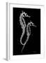 Sea Horse Xray-Albert Koetsier-Framed Art Print