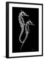 Sea Horse Xray-Albert Koetsier-Framed Art Print