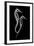 Sea Horse Xray-Albert Koetsier-Framed Art Print