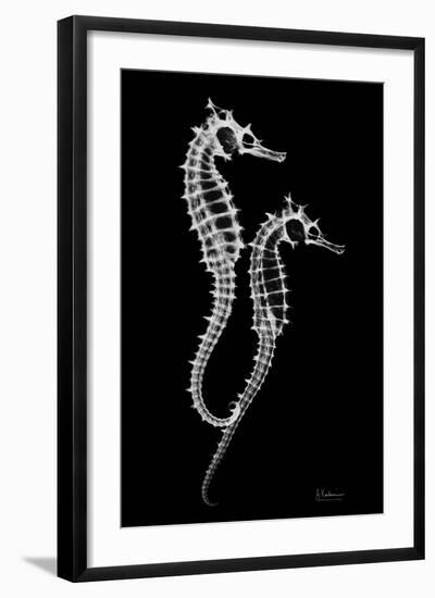 Sea Horse Xray-Albert Koetsier-Framed Art Print