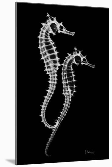 Sea Horse Xray-Albert Koetsier-Mounted Art Print