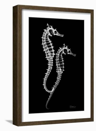 Sea Horse Xray-Albert Koetsier-Framed Art Print