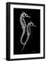 Sea Horse Xray-Albert Koetsier-Framed Art Print