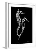 Sea Horse Xray-Albert Koetsier-Framed Art Print