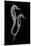 Sea Horse Xray-Albert Koetsier-Mounted Art Print