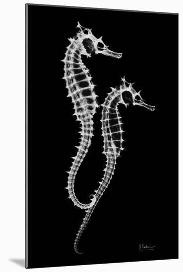 Sea Horse Xray-Albert Koetsier-Mounted Art Print