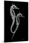 Sea Horse Xray-Albert Koetsier-Mounted Art Print