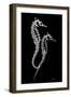 Sea Horse Xray-Albert Koetsier-Framed Premium Giclee Print