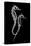 Sea Horse Xray-Albert Koetsier-Stretched Canvas