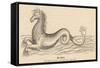 Sea Horse-null-Framed Stretched Canvas