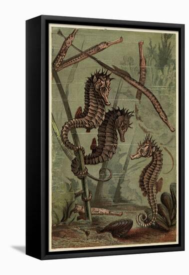 Sea-Horses and Pipe-Fish-null-Framed Stretched Canvas