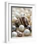 Sea Jewels II-Boyce Watt-Framed Art Print