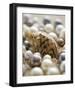 Sea Jewels IV-Boyce Watt-Framed Art Print