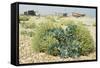 Sea Kale-null-Framed Stretched Canvas