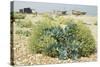 Sea Kale-null-Stretched Canvas