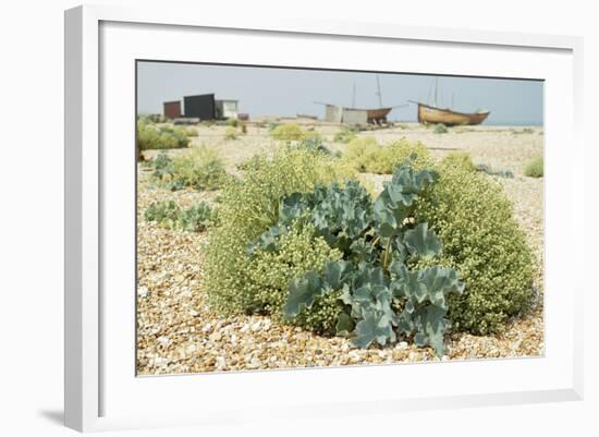 Sea Kale-null-Framed Photographic Print