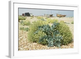 Sea Kale-null-Framed Photographic Print