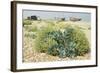 Sea Kale-null-Framed Photographic Print