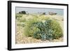 Sea Kale-null-Framed Photographic Print