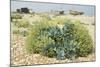 Sea Kale-null-Mounted Photographic Print