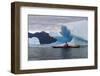 Sea Kayaking Among Icebergs, Laguna San Rafael NP, Aysen, Chile-Fredrik Norrsell-Framed Photographic Print