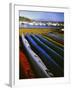 Sea Kayaks, Fisherman Bay, Lopez Island, Washington, USA-Charles Gurche-Framed Premium Photographic Print