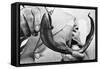 Sea Lamprey Being Held up for Display-null-Framed Stretched Canvas