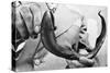 Sea Lamprey Being Held up for Display-null-Stretched Canvas