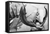 Sea Lamprey Being Held up for Display-null-Framed Stretched Canvas