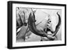 Sea Lamprey Being Held up for Display-null-Framed Photographic Print