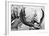 Sea Lamprey Being Held up for Display-null-Framed Photographic Print