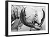 Sea Lamprey Being Held up for Display-null-Framed Photographic Print
