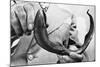 Sea Lamprey Being Held up for Display-null-Mounted Photographic Print