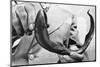 Sea Lamprey Being Held up for Display-null-Mounted Photographic Print