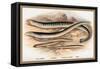 Sea Lamprey, Lampern, Planer's Lamprey and Pride-A.f. Lydon-Framed Stretched Canvas