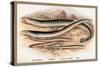 Sea Lamprey, Lampern, Planer's Lamprey and Pride-A.f. Lydon-Stretched Canvas