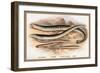 Sea Lamprey, Lampern, Planer's Lamprey and Pride-A.f. Lydon-Framed Art Print