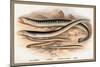 Sea Lamprey, Lampern, Planer's Lamprey and Pride-A.f. Lydon-Mounted Art Print