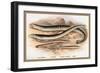 Sea Lamprey, Lampern, Planer's Lamprey and Pride-A.f. Lydon-Framed Premium Giclee Print