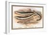 Sea Lamprey, Lampern, Planer's Lamprey and Pride-A.f. Lydon-Framed Premium Giclee Print