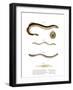 Sea Lamprey-null-Framed Giclee Print