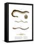 Sea Lamprey-null-Framed Stretched Canvas