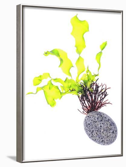 Sea Lettuce (Ulva Lactuca) From Tide Pool, County Clare, Ireland-Carsten Krieger-Framed Photographic Print